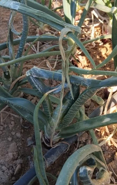 السلام عليكم ورحمة الله وبركاته قمت برش مبيد سليكت على البصل عمر ٧٥يوم والنتيجه اوراق البصل ملتصقه ببعض ما العلاج